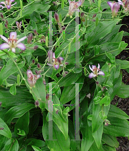 Picture of Tricyrtis x 'Taipei Silk'