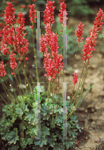 Picture of Heuchera sanguinea 'Sioux Falls'