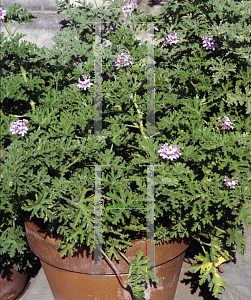 Picture of Pelargonium  'Old Fashioned Rose'