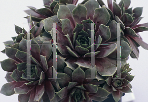 Picture of Sempervivum  'Kalinda'