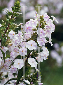 Picture of Phlox maculata 'Flower Power'