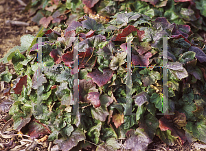 Picture of Tiarella  'Pink Pearls'