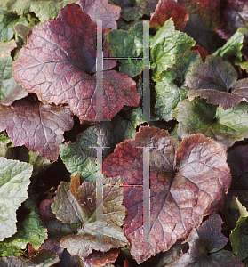 Picture of Tiarella  'Pink Pearls'