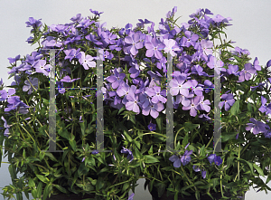 Picture of Phlox divaricata 'Blue Moon'