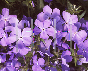 Picture of Phlox divaricata 'Blue Moon'