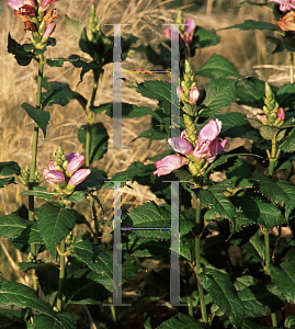 Picture of Chelone lyonii 'Hot Lips'