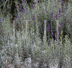 Picture of Lavandula angustifolia 'Hidcote'