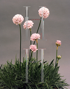 Picture of Armeria  'Apple Blossom'