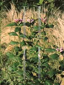 Picture of Chelone lyonii 'Hot Lips'