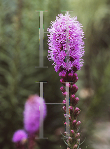 Picture of Liatris spicata 'Kobold'