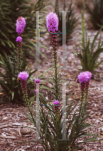 Picture of Liatris spicata 'Kobold'