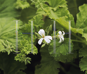 Picture of Pelargonium graveolens 'Apple'