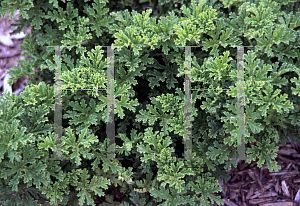 Picture of Pelargonium  'Mini Rose'