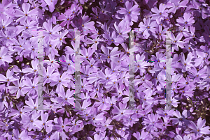 Picture of Phlox subulata 'Emerald Blue'