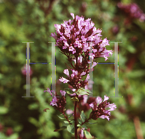 Picture of Origanum laevigatum 'Herrenhausen'