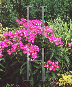 Picture of Phlox paniculata 'Laura'