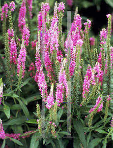 Picture of Veronica spicata 'Red Fox'