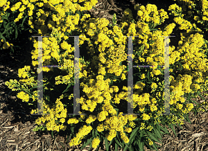 Picture of Solidago cutleri 'Goldrush'