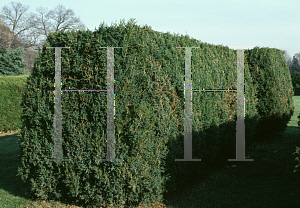 Picture of Juniperus virginiana 