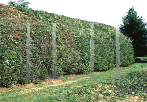 Picture of Tsuga canadensis 