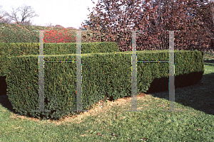 Picture of Taxus baccata 