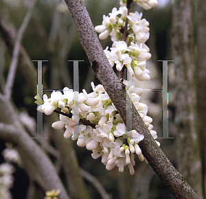 Picture of Cercis chinensis 'Shirobana'