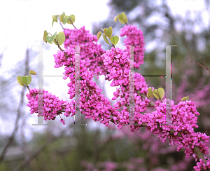 Picture of Cercis glabra 