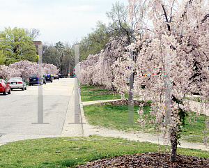 Picture of Prunus subhirtella 'Pendula'