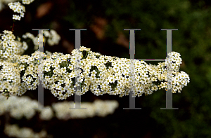 Picture of Spiraea x cinerea 'Grefsheim'