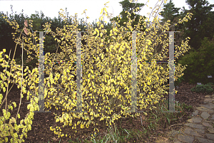 Picture of Corylopsis grandulifera var. hypoglauca 