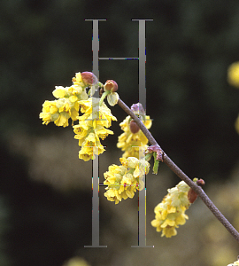 Picture of Corylopsis grandulifera var. hypoglauca 