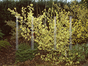 Picture of Corylopsis sinensis var. calvescens 