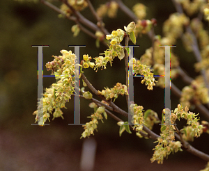 Picture of Corylopsis sinensis var. calvescens 