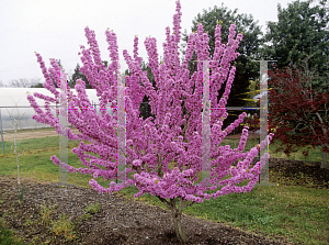 Picture of Cercis canadensis 