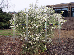 Picture of Poncirus trifoliata 