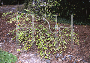 Picture of Carpinus betulus 'Pendula'