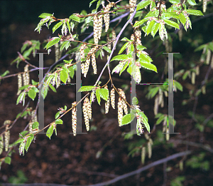 Picture of Carpinus betulus 'Pendula'