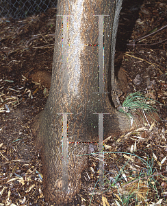 Picture of Paulownia fortunei 