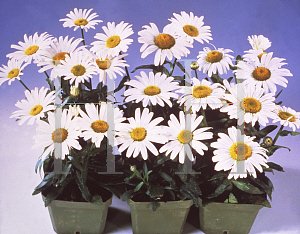 Picture of Leucanthemum x superbum 'Snow Lady'