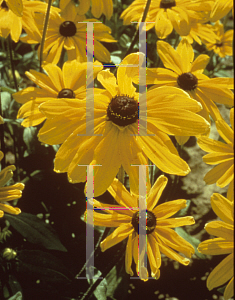 Picture of Rudbeckia hirta 'Indian Summer'