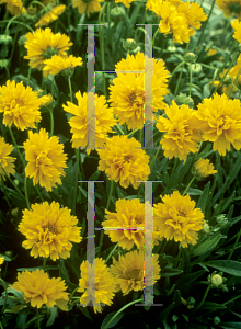 Picture of Coreopsis grandiflora 'Early Sunrise'