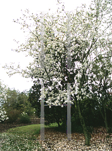 Picture of Magnolia salicifolia 'Miss Jack'