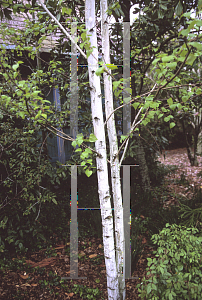 Picture of Betula utilis var. jacquemontii 'Kashmir White'