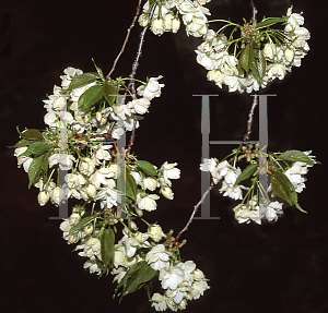 Picture of Prunus serrulata 'Ukon'