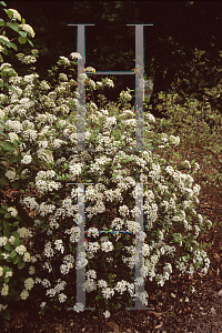 Picture of Viburnum x burkwoodii 'Conoy'