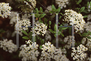 Picture of Viburnum x burkwoodii 'Conoy'