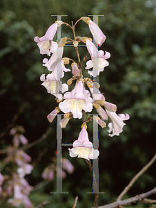 Picture of Paulownia fortunei 
