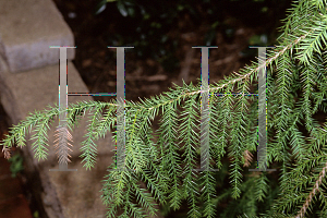 Picture of Taiwania cryptomerioides 