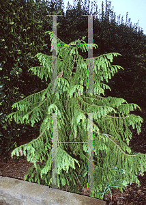 Picture of Taiwania cryptomerioides 