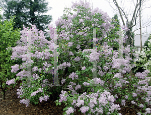 Picture of Syringa oblata var. dilatata 